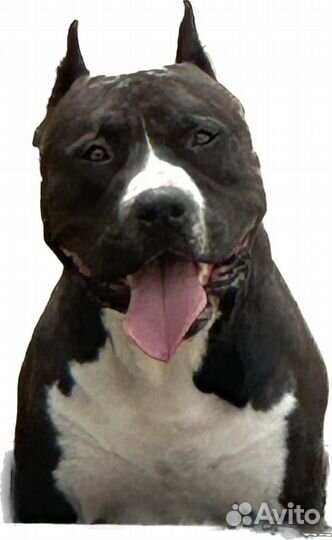 Вязка кобеля американский стаффордширский терьер