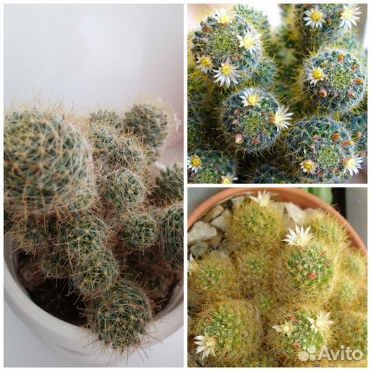 Кактусы и суккуленты