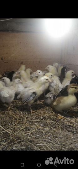 Цыплята подрощенные