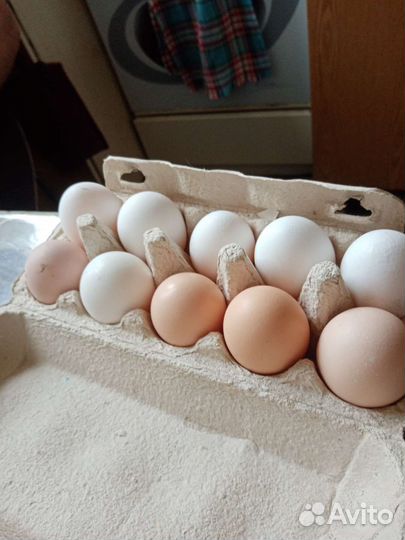 Домашние куриные яйца