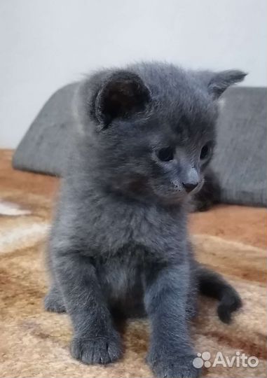 Обычные кошки