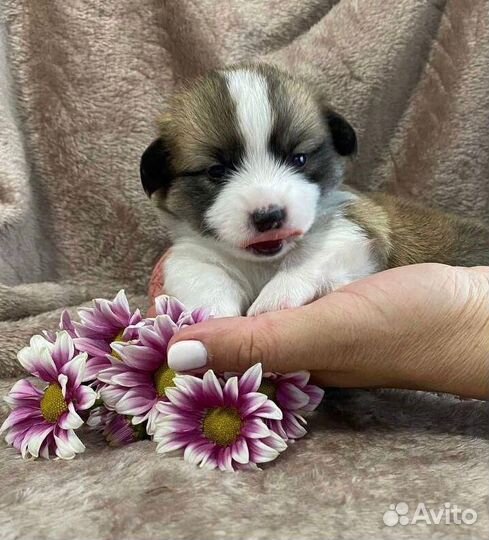 Продаются щенки Корги - Питомник Лейксайд