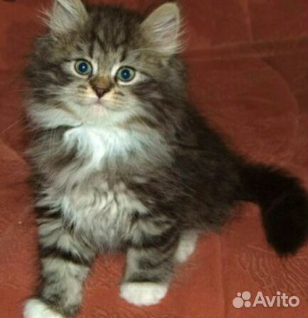 Котенок из приюта Приученный