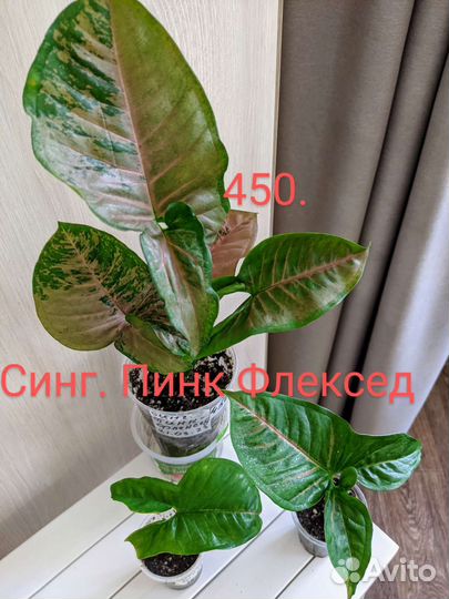 Сингониумы сортовые