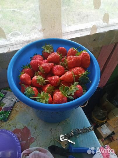 Клубника свежая