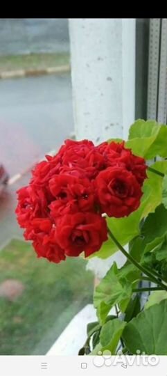 Герань пеларгония