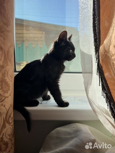 Котенок 2 месяца в добрые руки мальчик привезу