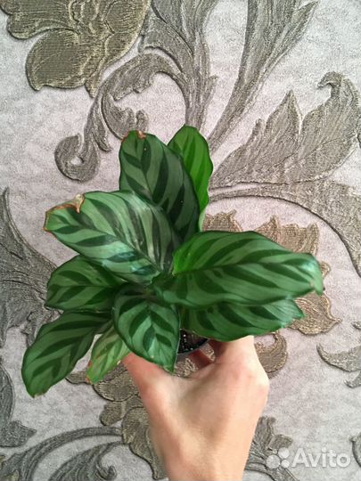 Калатеи, маранты