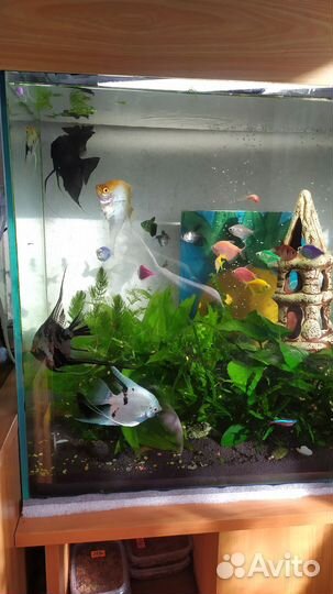 Аквариум