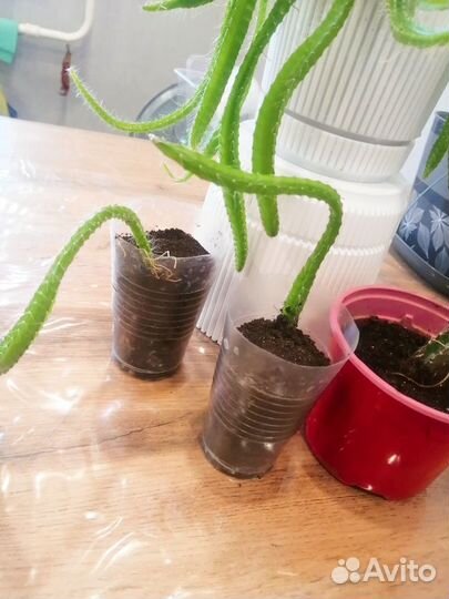 Цветы домашние в горшках