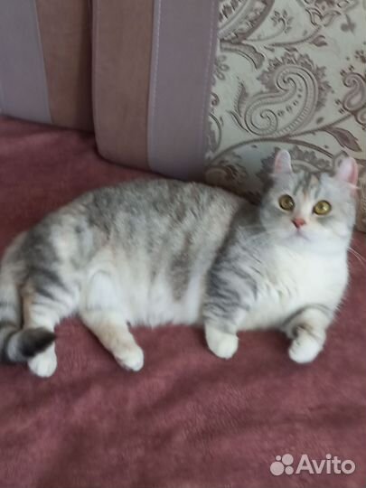 Кошка Манчкин с короткими лапками