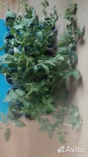 Рассада помидор