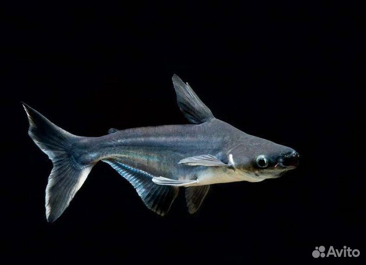 Рыба Акулий сом