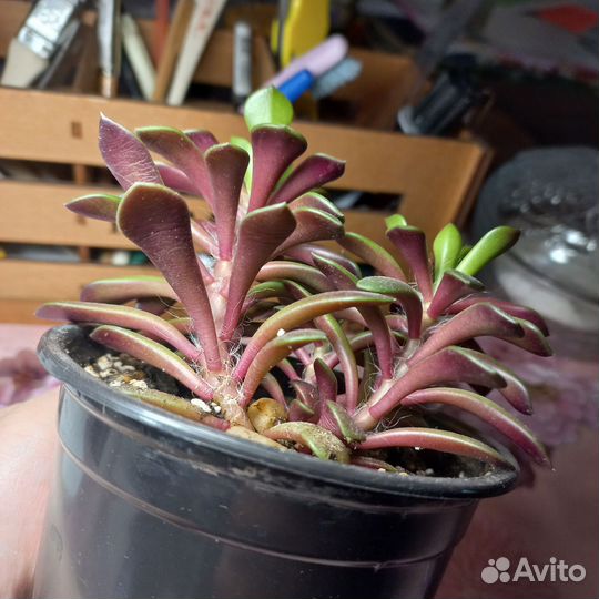 Суккуленты