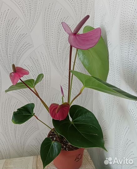 Антуриум Кавалли, Сильвер Блаш (комнатные цветы)