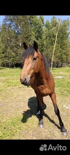 Конь, помесь будёновской