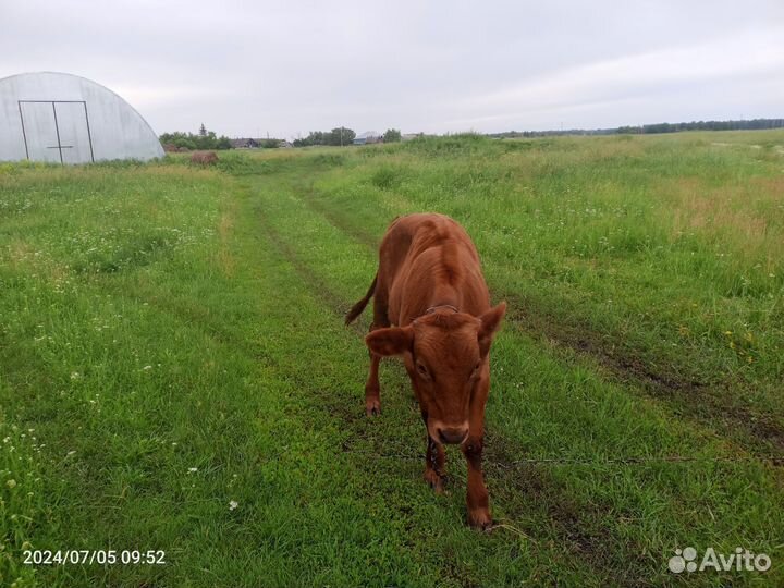 Корова с теленком