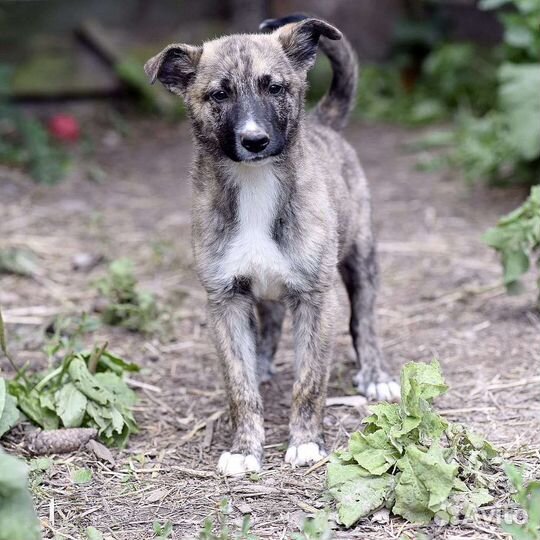 Тигруша в дар