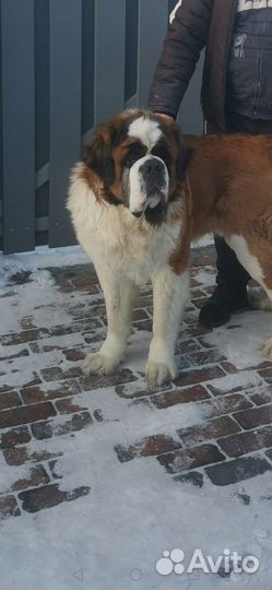 Сенбернар вязка