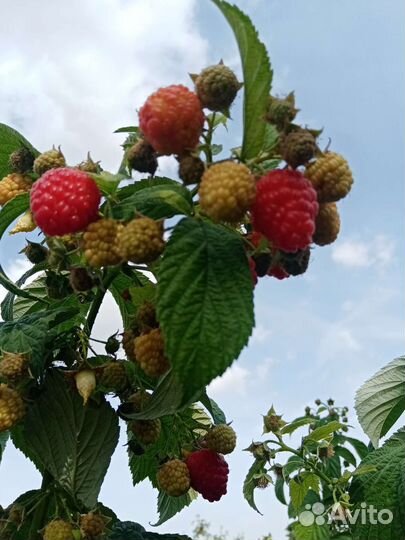 Саженцы малины Бабье лето 2, Полька, Московская др