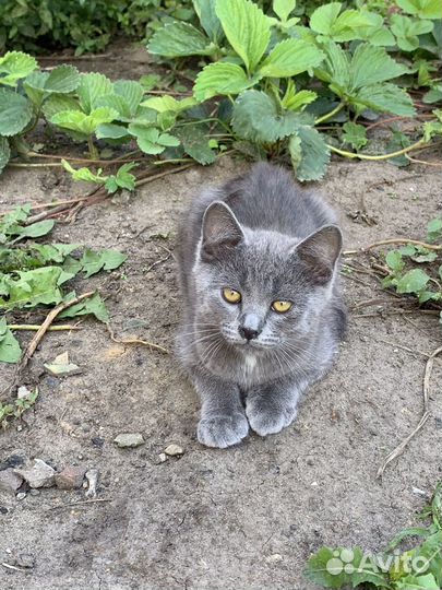 Котята в добрые руки бесплатно