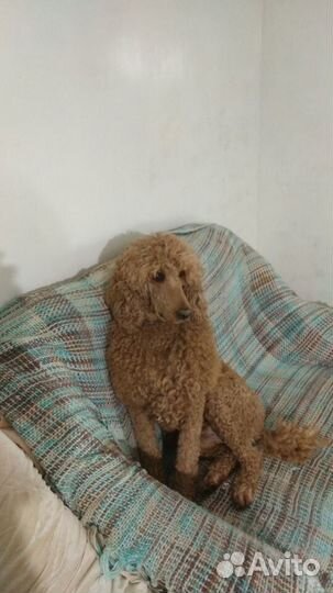 Передержка домашних питомцев