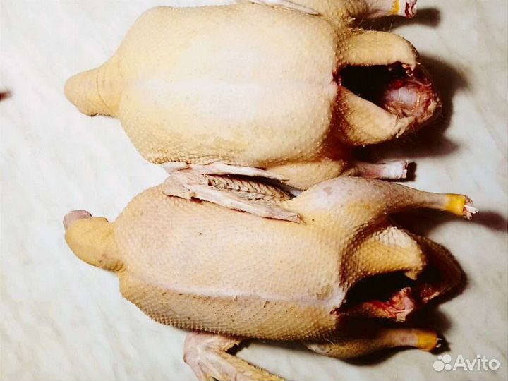 Утята бройлерные скороспелые Ск-6