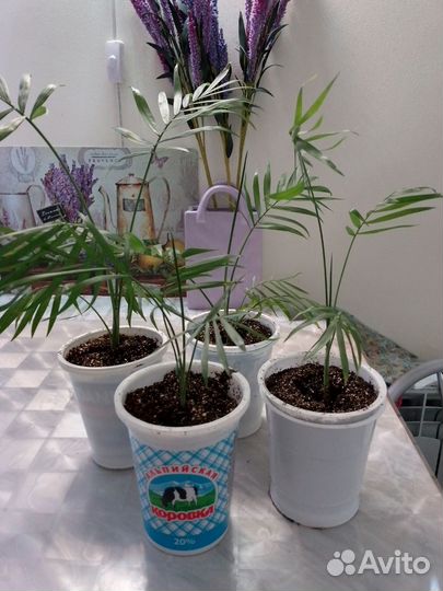 Пальма хамедорея