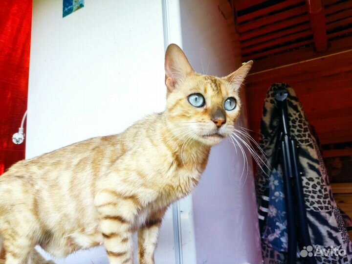 Кошки бенгальской породы. Взрослые. Бесплатно