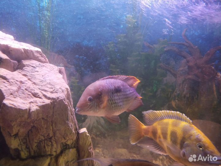 Аквариумные рыбки