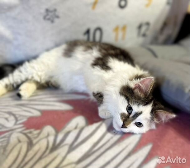 Особенный котик