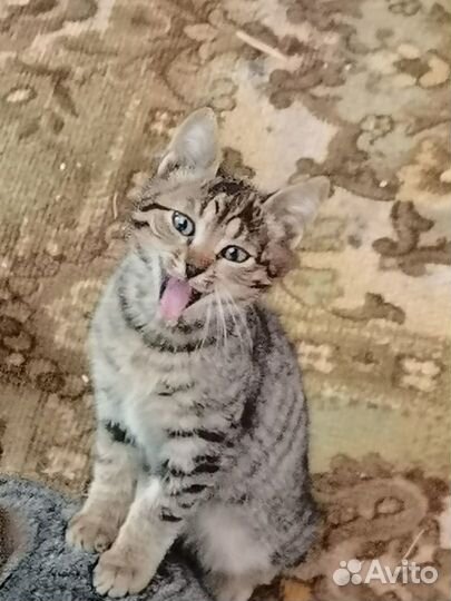 Отдам котят в хорошие руки