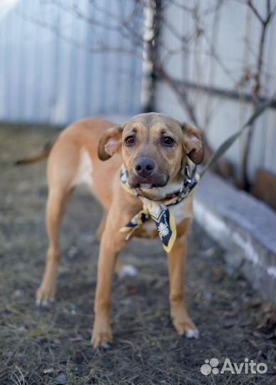 Пандора ищет дом