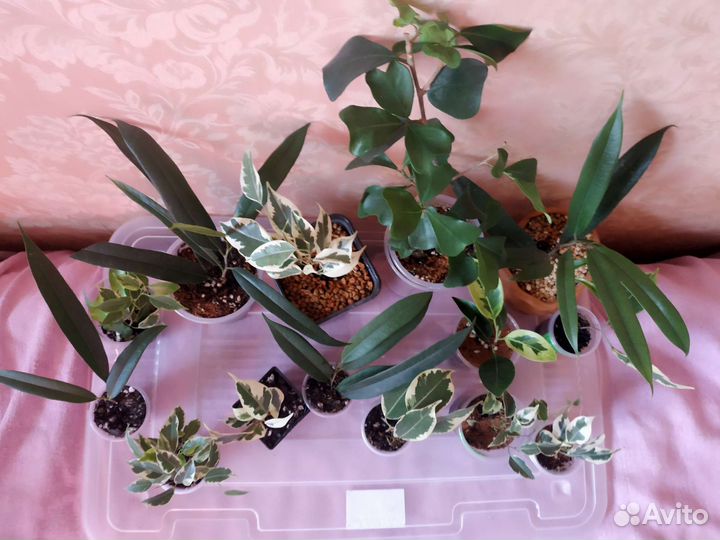 Излишки сортовых фикусов