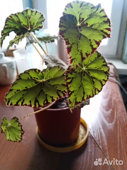 Бегония тигровая