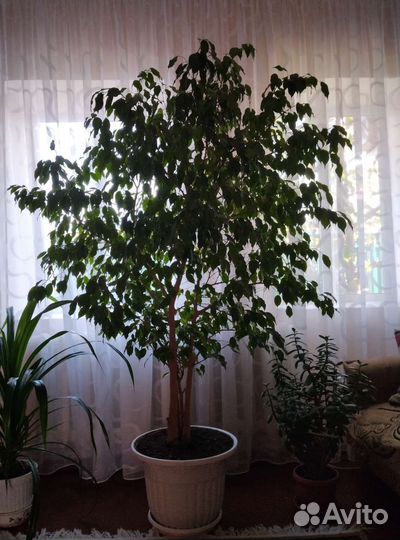 Фикус бенджамина