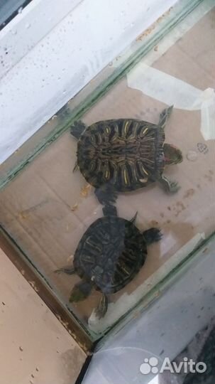 Черепаха с аквариумом