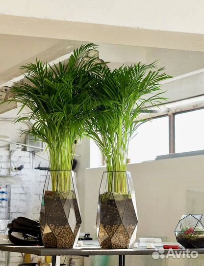 Пальма в кашпо