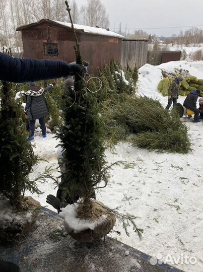 Ель копанная