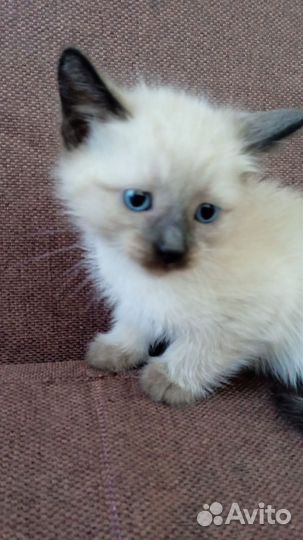 Котенок (мальчик) сиамский