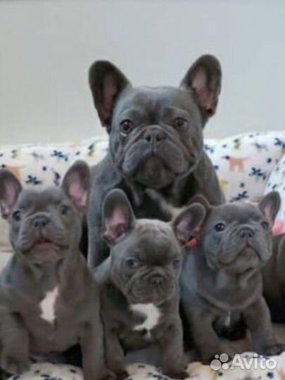 Щенки французского бульдога лиловые девочки