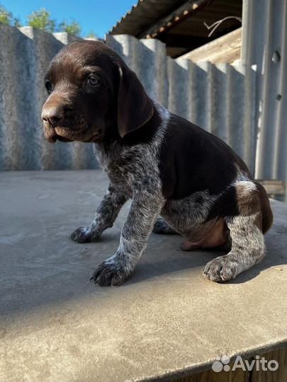 Щенки курцхаара