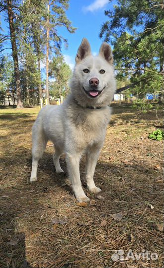 Белка ищет дом