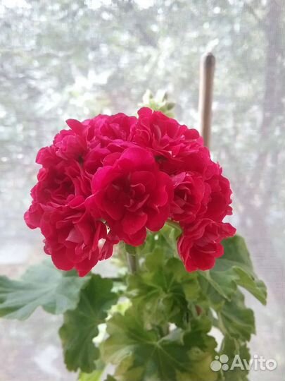 Пеларгония Andrea,s Rosebud