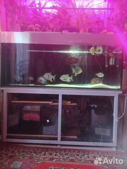 Аквариум