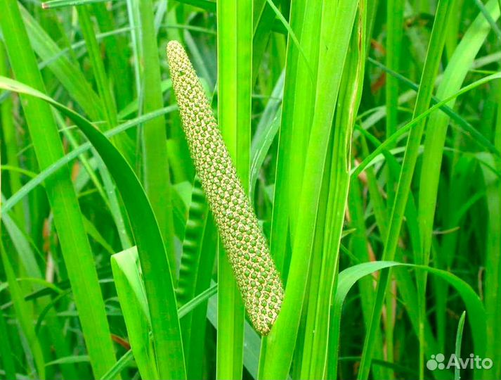 Растения для пруда и биоплато. Часть 1