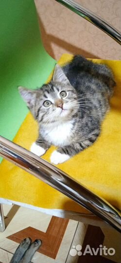 Кошка
