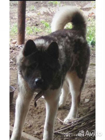 Вязка Американская Акита