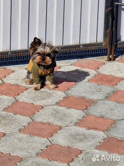 Йоркширский терьер вязка мальчик