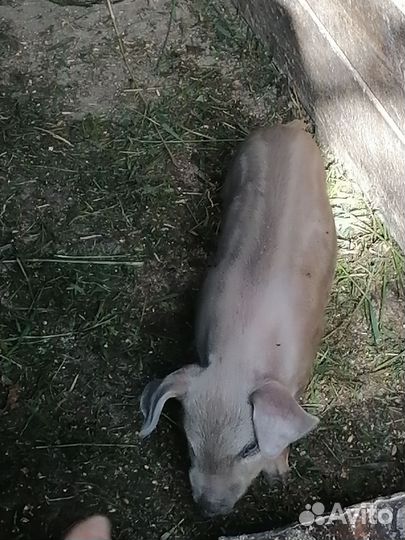 Поросята породы дюрок